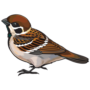 Sparrow PNG-20128